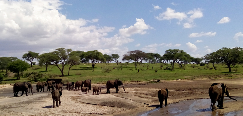 On safari in Tanzania. Photo: Jason Najum